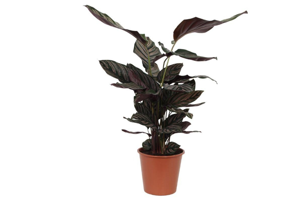 Calathea Sanderiana - 80 cm - 19cm