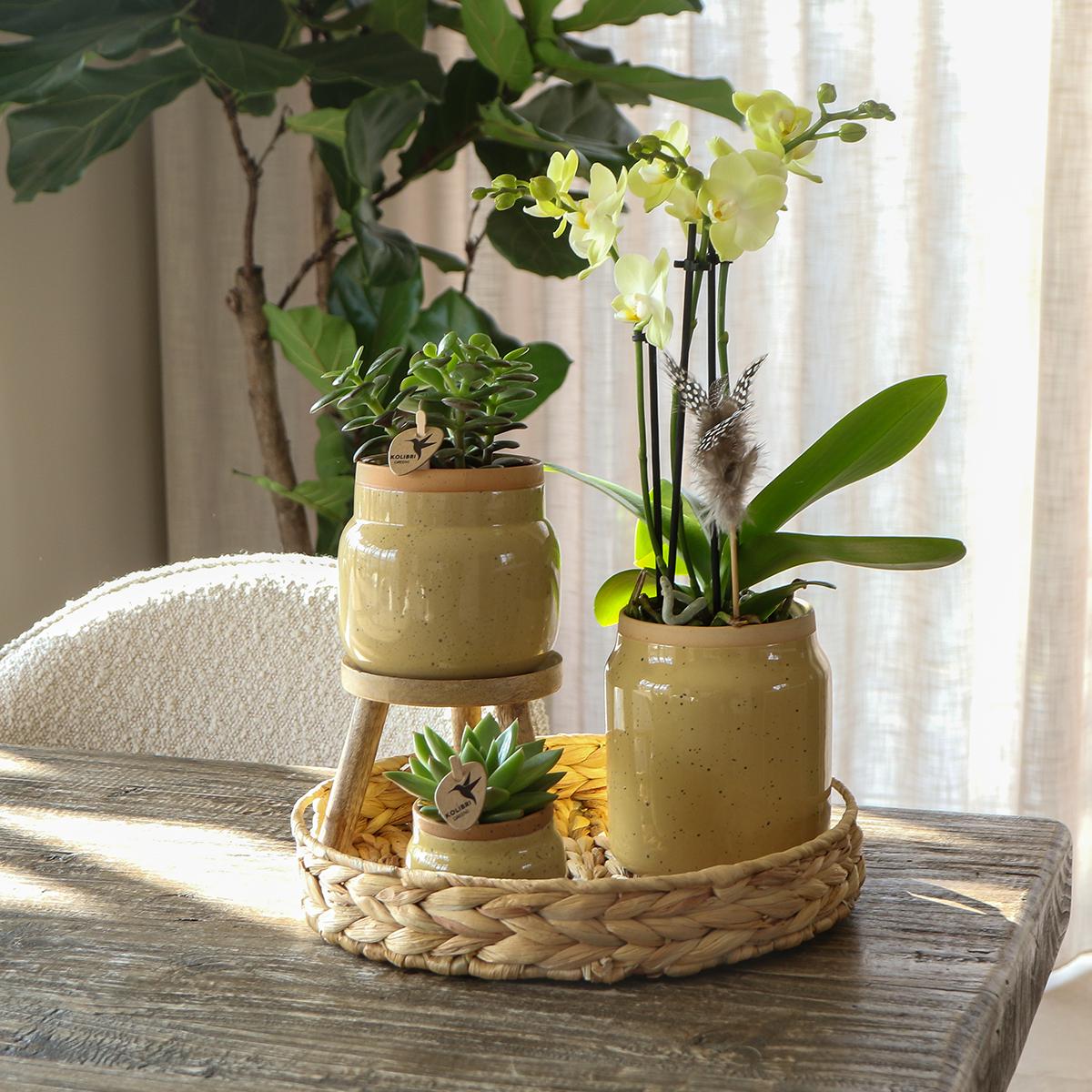 Gift Set Yellow Orchids in Vintage khaki pot and hyacinth tray