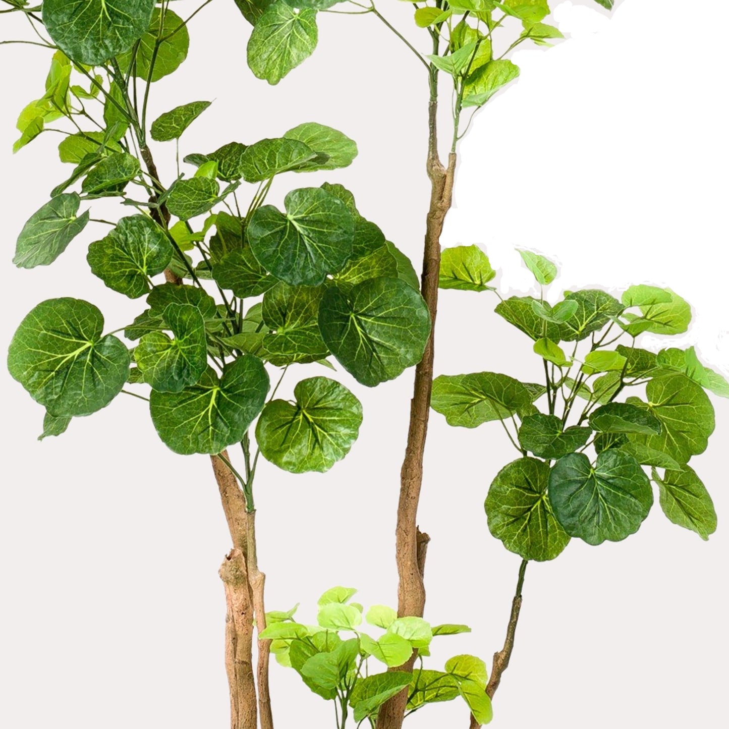 Artificial Plant - Polyscias - Aralia - 140 cm