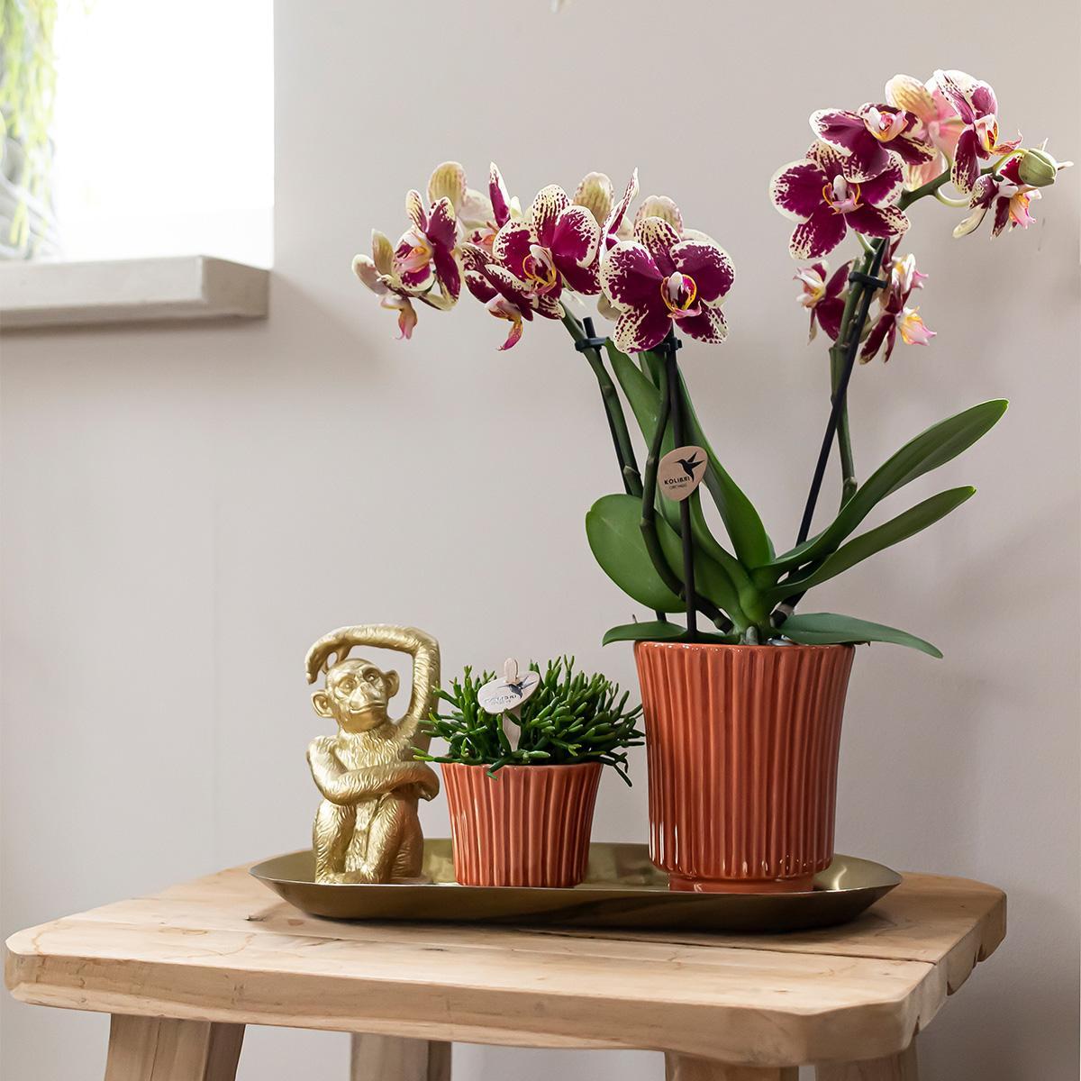 Plant Set Culture Cocktail Terracotta Small - Green Plants + Orchid in a Retro Terracotta Pots + Gold Tray