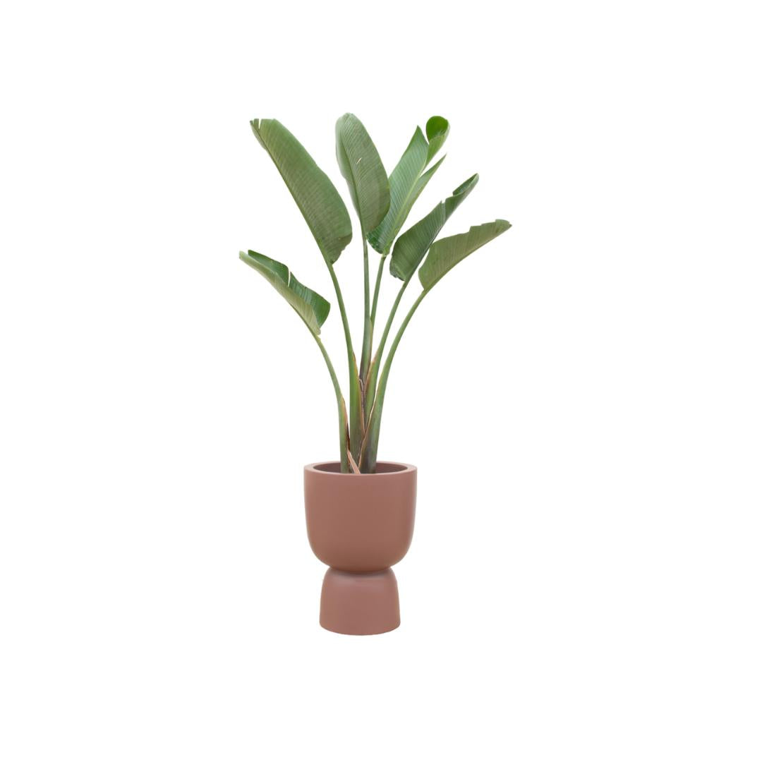 Combideal - Strelitzia Augusta + elho Pure Coupe bruin 41 - 210 cm