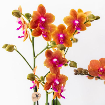 COMBI DEAL van 2 - Geurige oranje Phalaenopsis orchideeën - potmaat 12cm