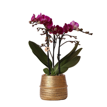 Paarse Orchidee - Morelia + Groove pot goud - potmaat 9cm - 35cm hoogte