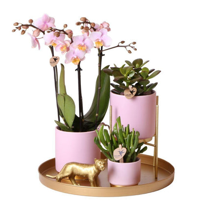 Complete Plantenset Goud Voet Roze - Groene Plantenset met Roze Orchidee incl. Keramische Potten en Accessoires