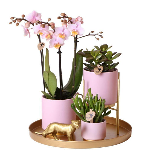 Complete Plant Set Gold Foot Pink - Green Plant Set with Pink Orchid incl. Ceramic Pots and Accessories