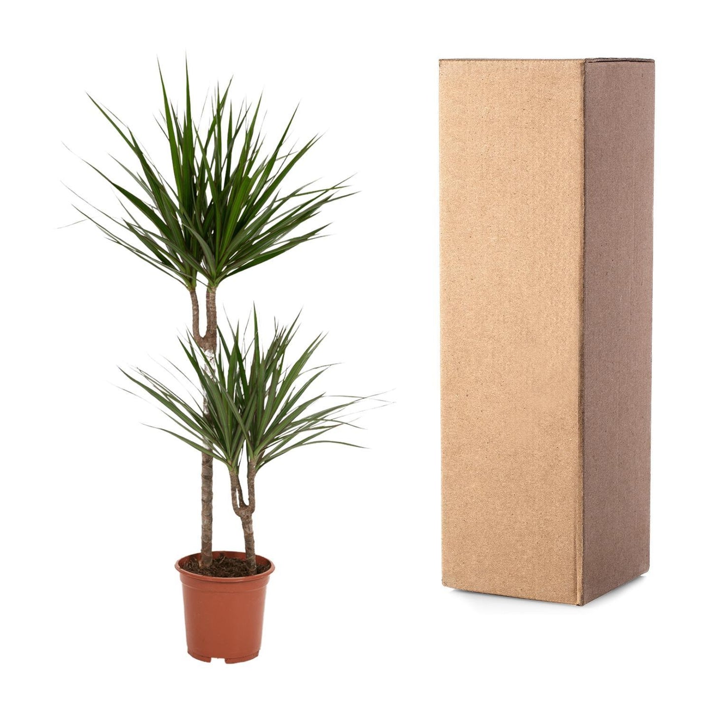 Dracaena Marginata - Hoogte 100 cm - Potmaat 19 cm