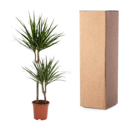 Dracaena Marginata - Hoogte 100 cm - Potmaat 19 cm