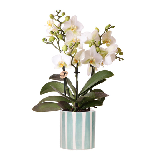 Witte Orchidee Lausanne + Geschilderde Streep Turquoise Pot - Potmaat 9cm