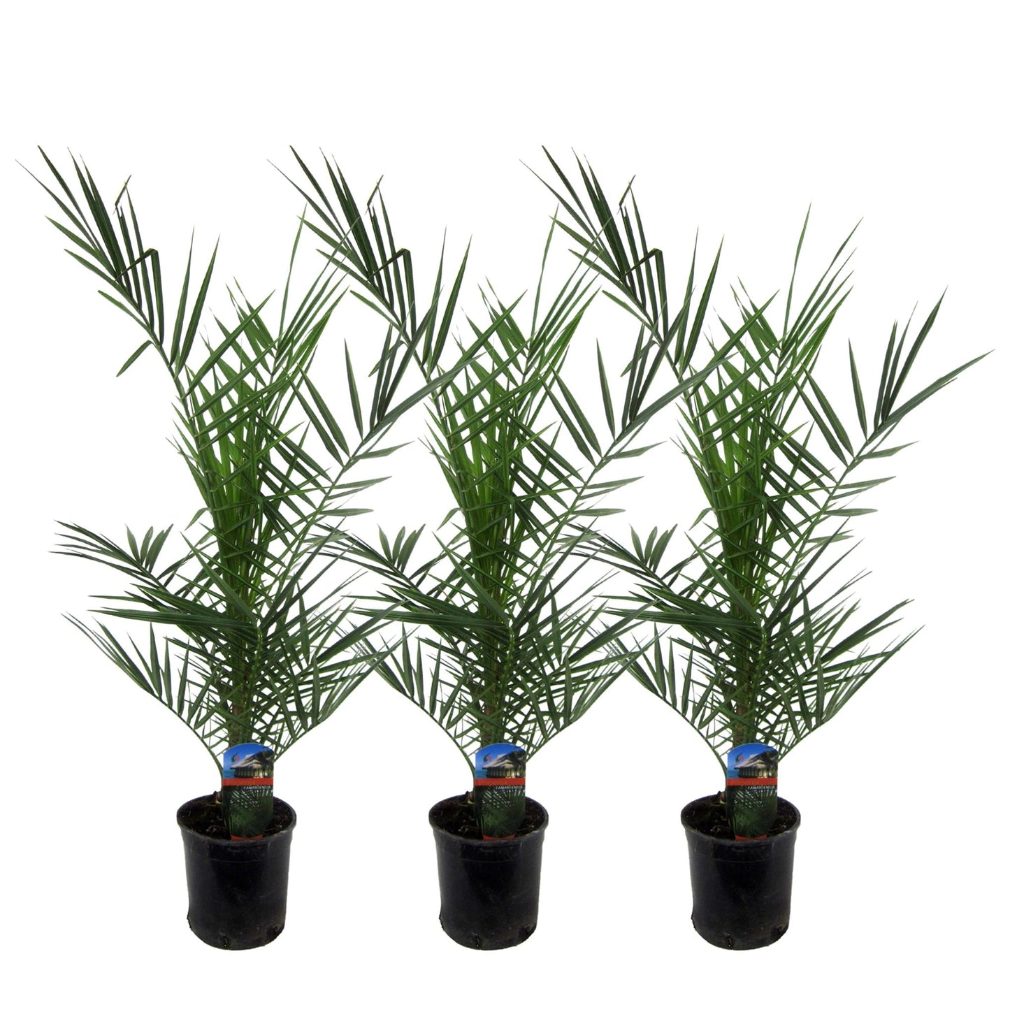 Phoenix Canariensis Set de 3 - Altura 80 cm 