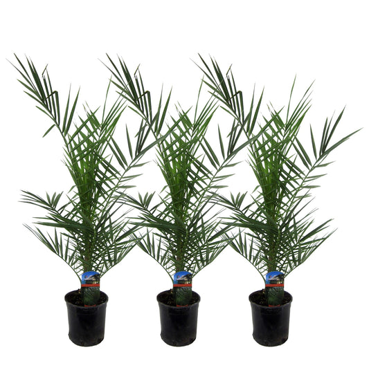 Phoenix Canariensis Set of 3 - Height 80 cm