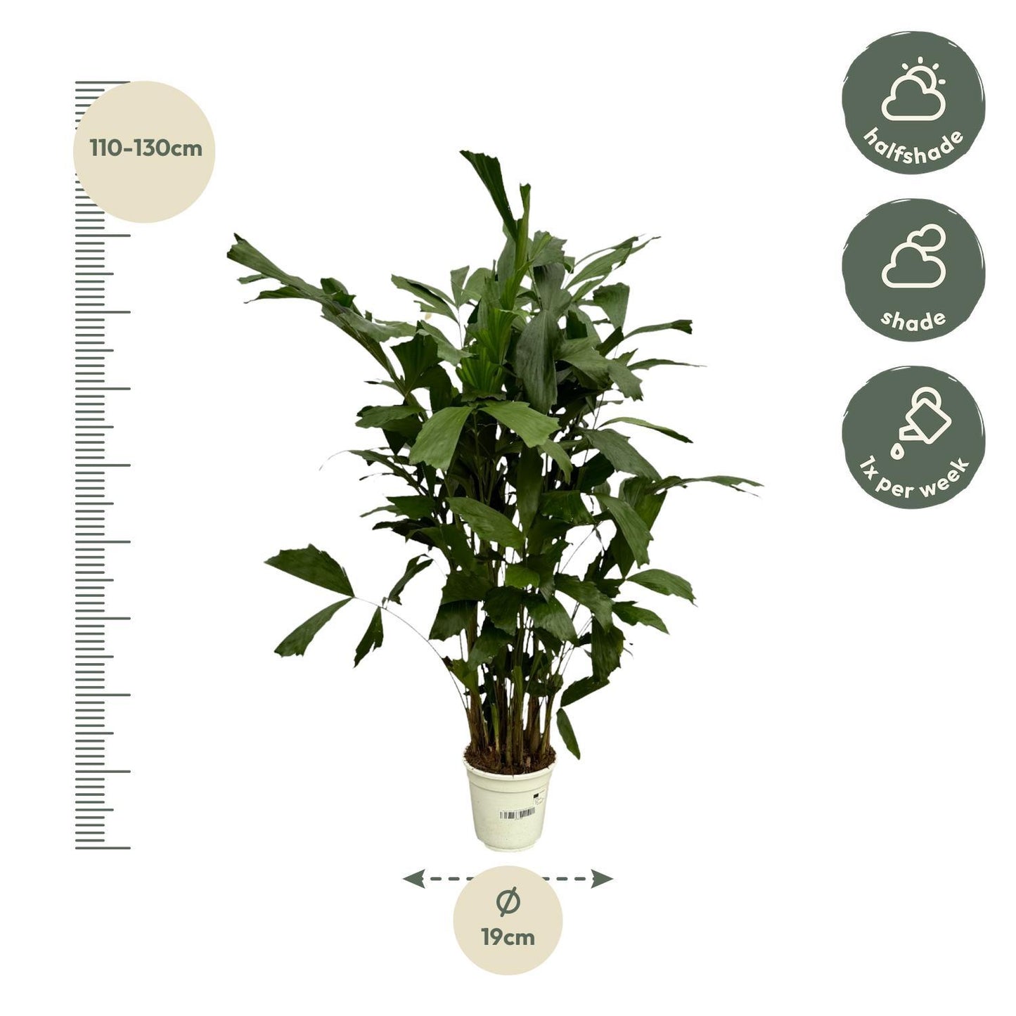 Caryota Mitis - Height 120 cm - Pot size 19cm