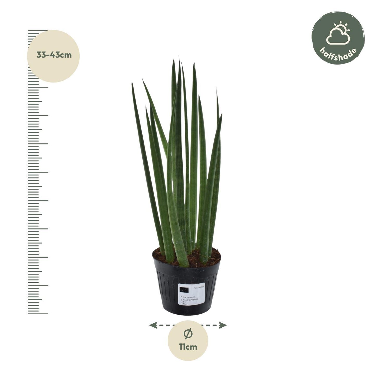 Sansevieria cylindrica 'Bacularis' / Mikado - 38 cm - 10,5 cm