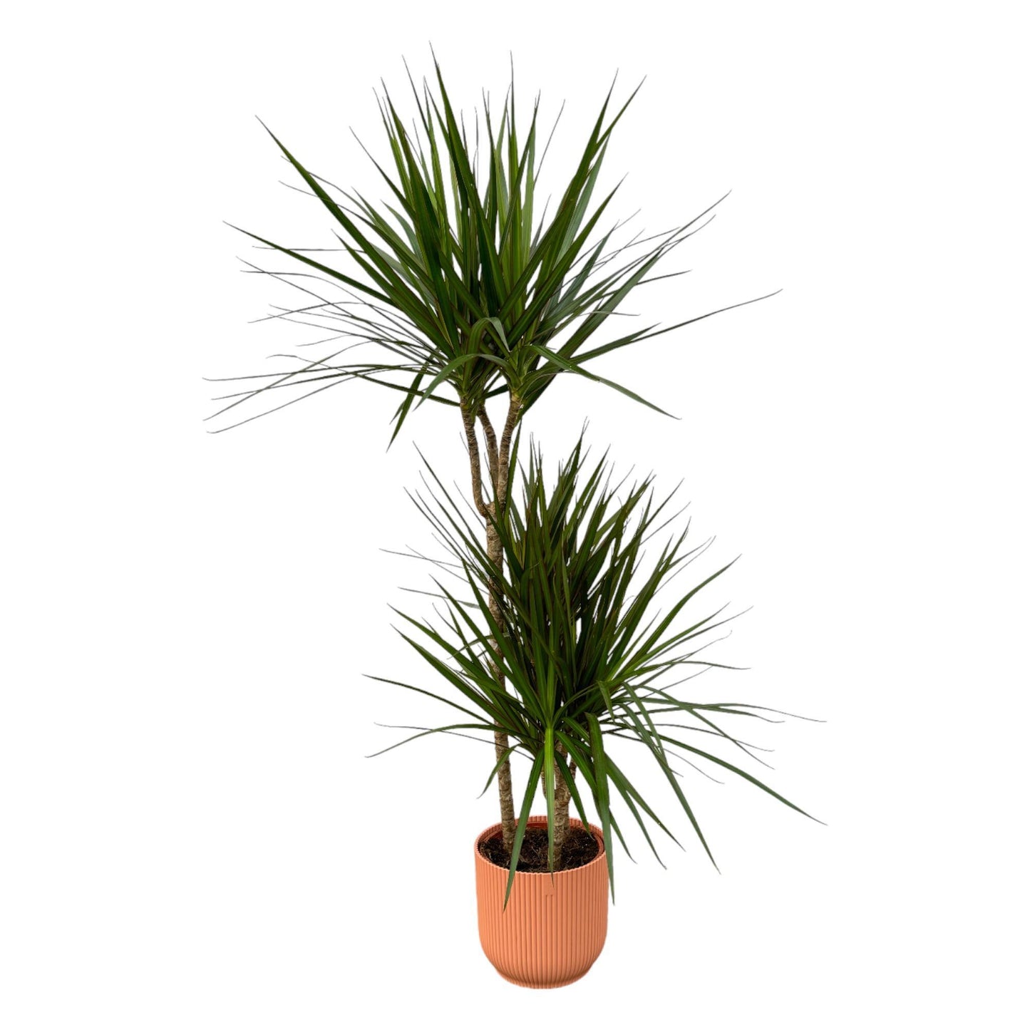 Dracaena Marginata - 120 cm - 21 cm + Elho Vibes Fold Rond roze D22xH20