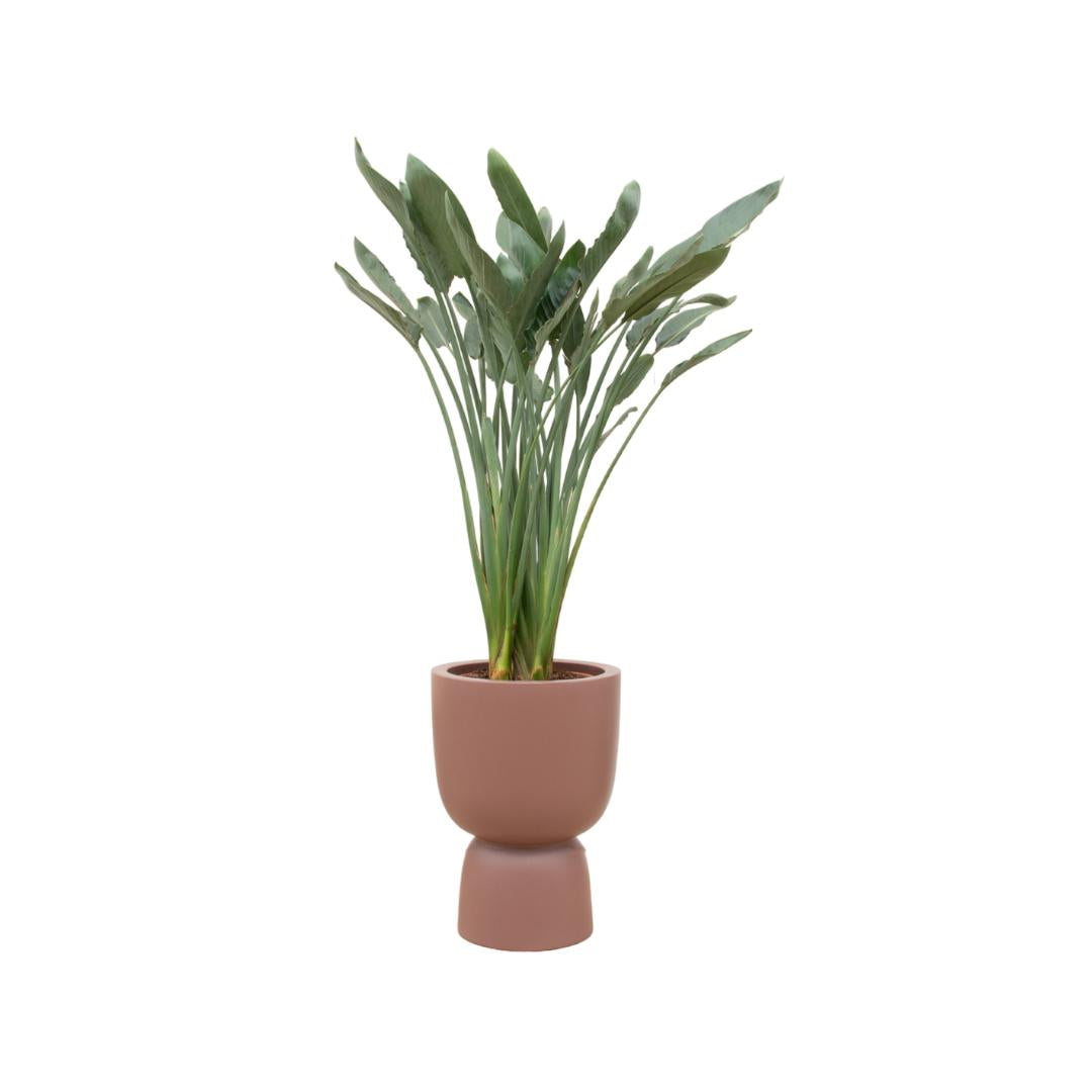 Combo deal - Strelitzia Reginae + Elho Pure Coupe brown 41 cm - 190 cm