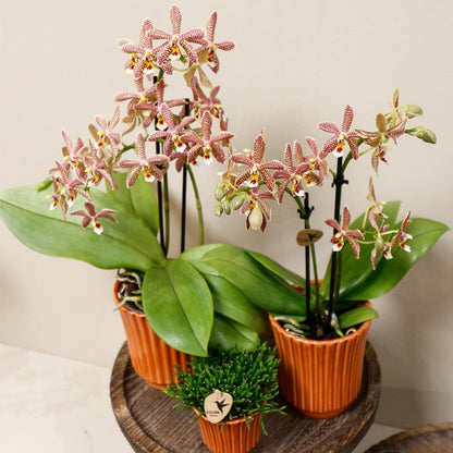 Orange Orchid Spider + Retro terracotta - potmaat 9cm