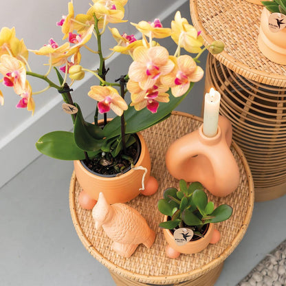 Oranje Orchidee – Jamaica + Rolling Decoratieve Pot Perzik – Potmaat 9cm – 35cm