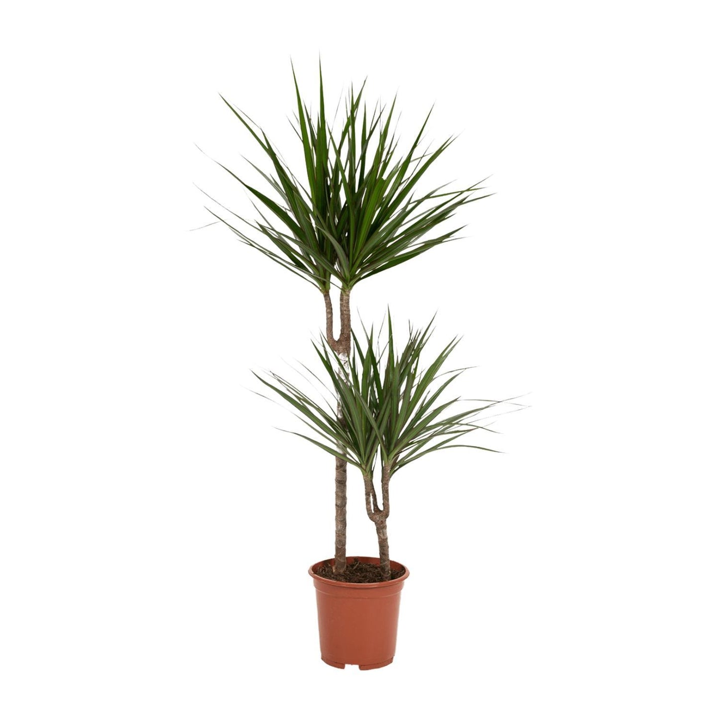 Dracaena Marginata - Hoogte 100 cm - Potmaat 19 cm