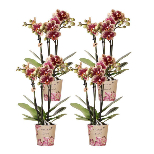 COMBI DEAL of 4 yellow + red mix Orchids - pot size  9cm