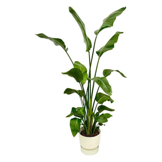 Strelitzia Nicolai + Elho Greenville Round white - 180 cm - 30 cm