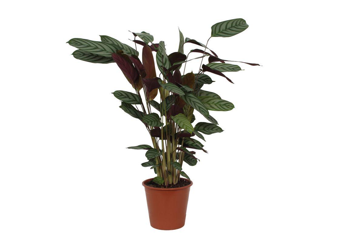 Calathea Compactstar - Height 80 cm - Pot size 19 cm