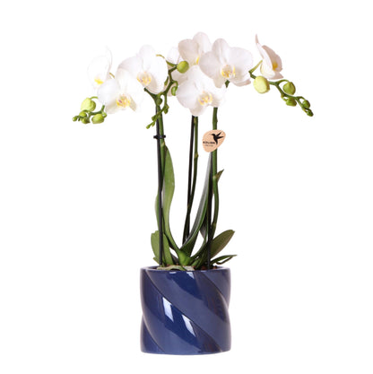 Witte Orchidee Amabilis + Candy Blue Decoratieve Pot - Potmaat 9cm