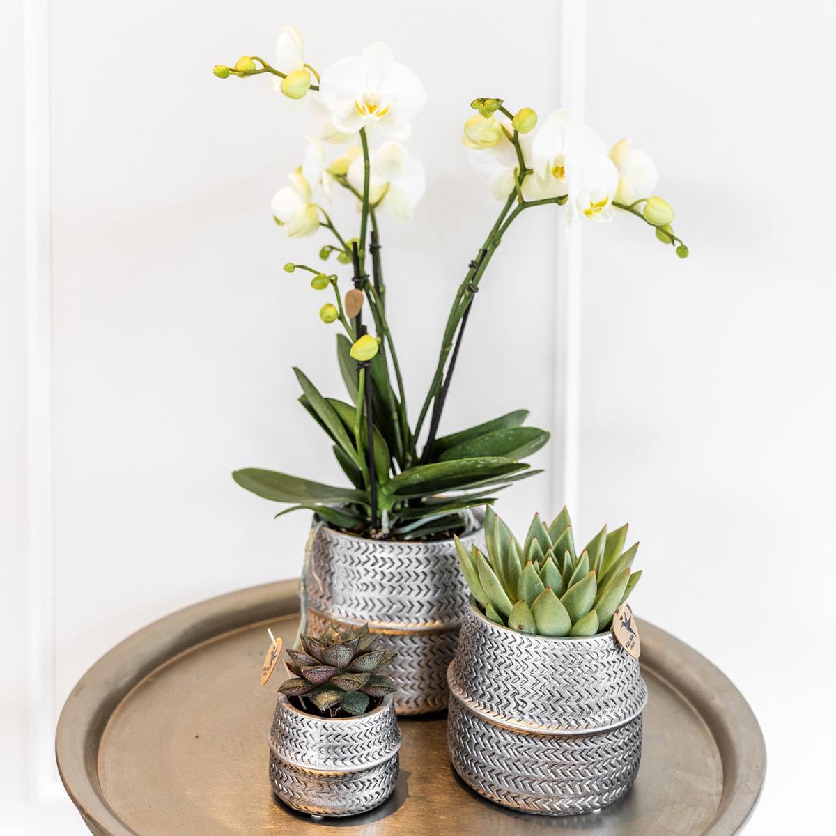 Groove Silver Set - Witte Phalaenopsis Orchideeën - Amabilis pot 9cm en Succulent Aloe Brevifolia 6cm | incl. keramische potten