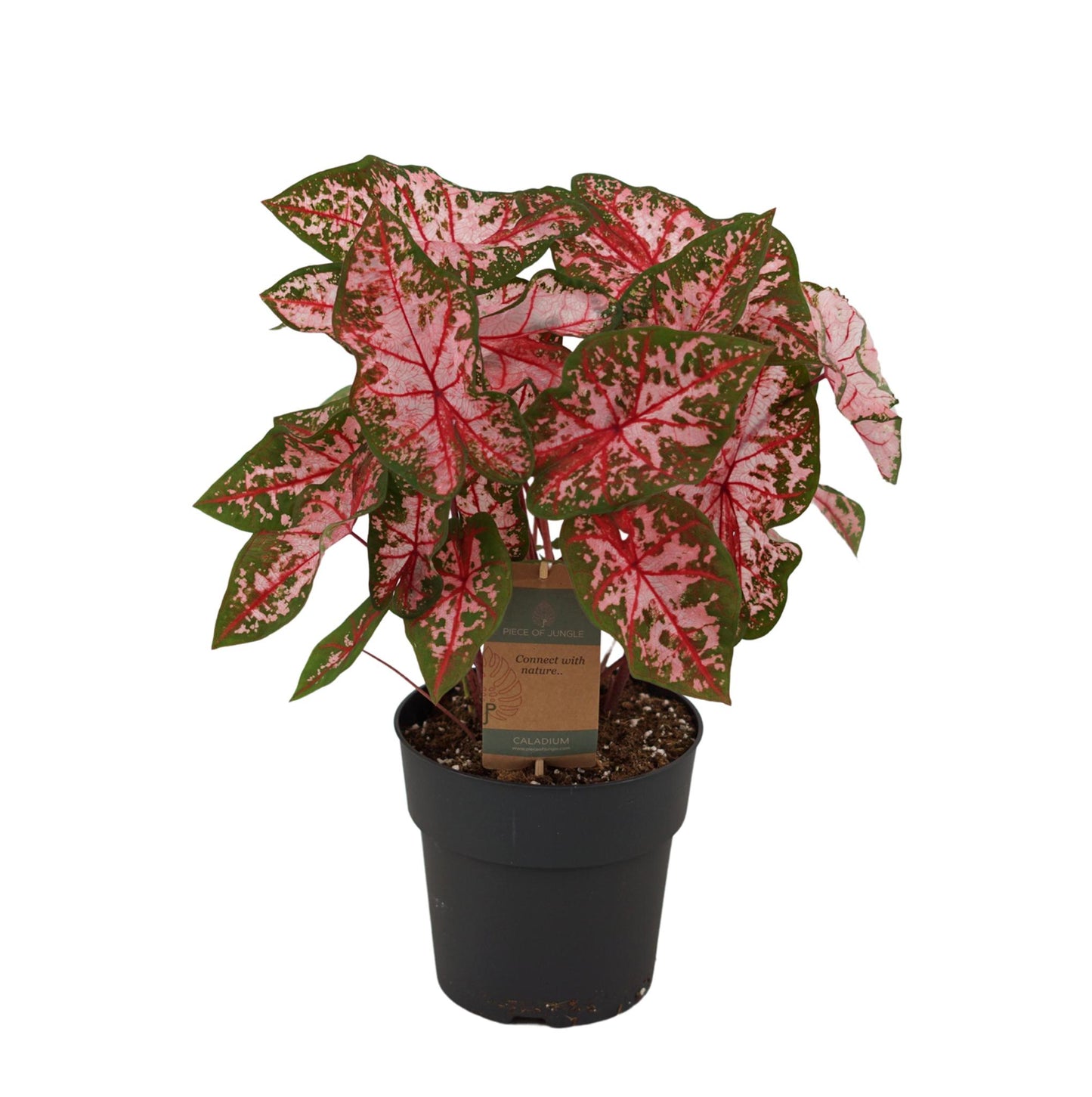 Caladium Carolyn Whorton - Hoogte 65 cm - Potmaat 21 cm