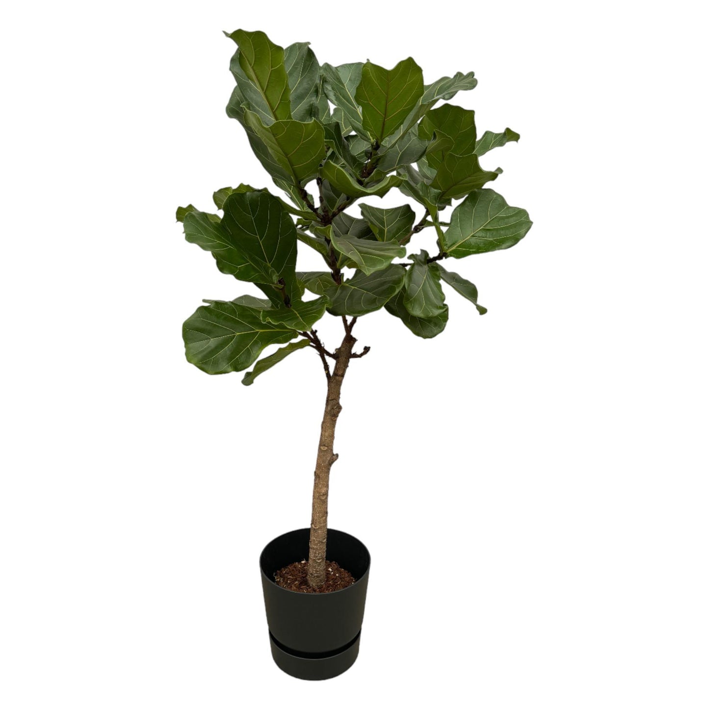 Ficus Lyrata op stam + elho Greenville Rond zwart - 160 cm - 30 cm