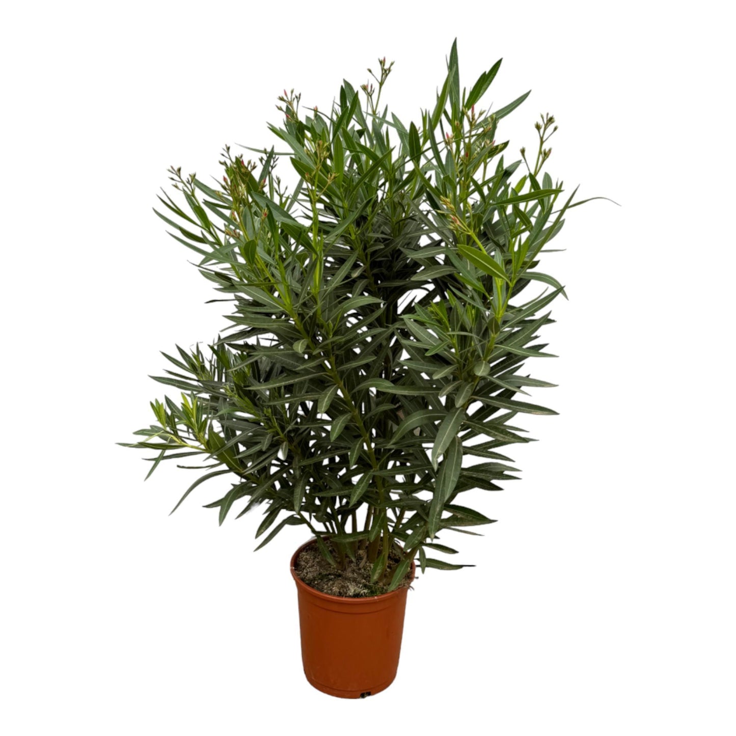 Nerium Oleander Struik + Rode Bloemen - 160 cm - 30cm