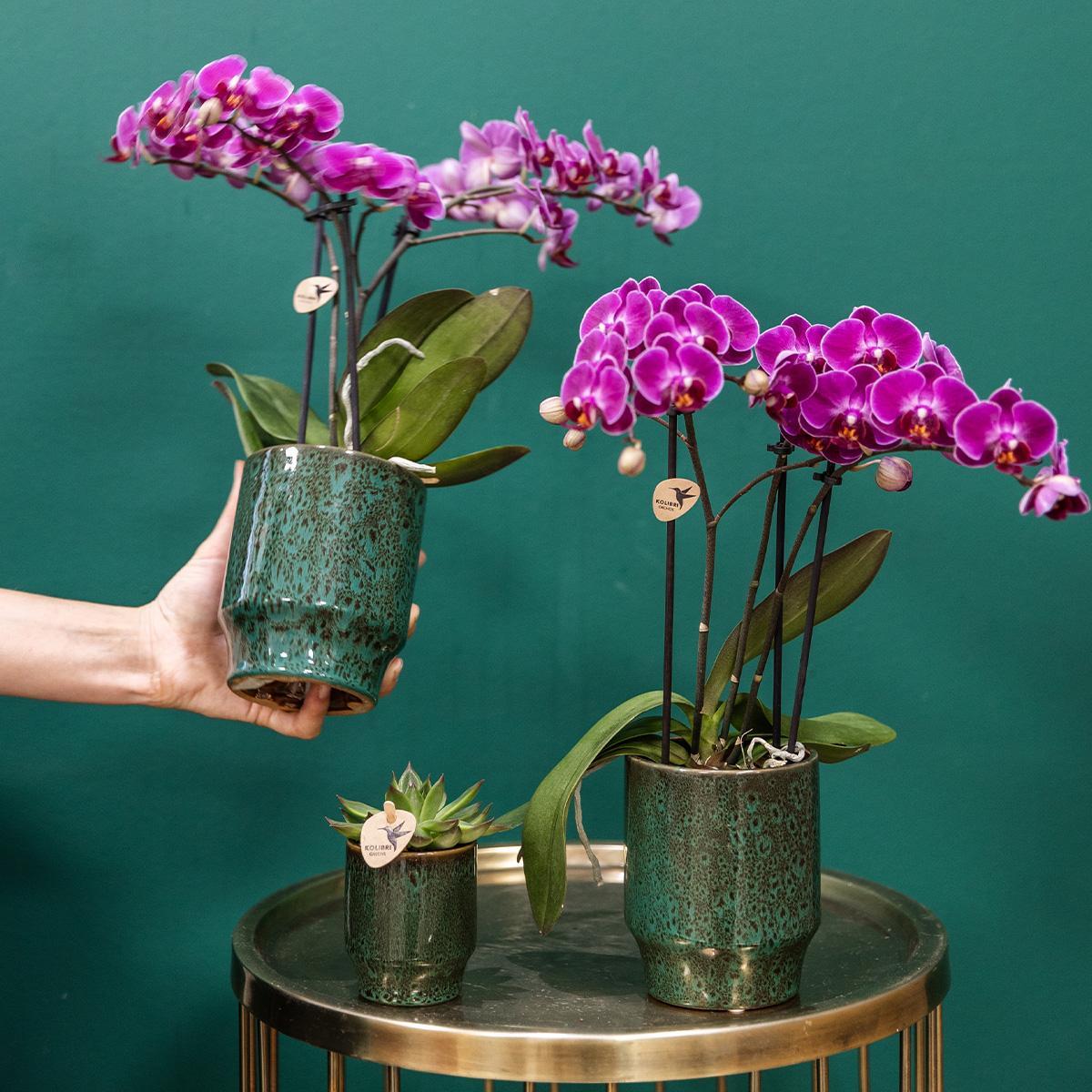 Purple Orchid - MORELIA Classy green- pot size 9cm