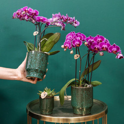 Purple Orchid - MORELIA Classy green- pot size 9cm