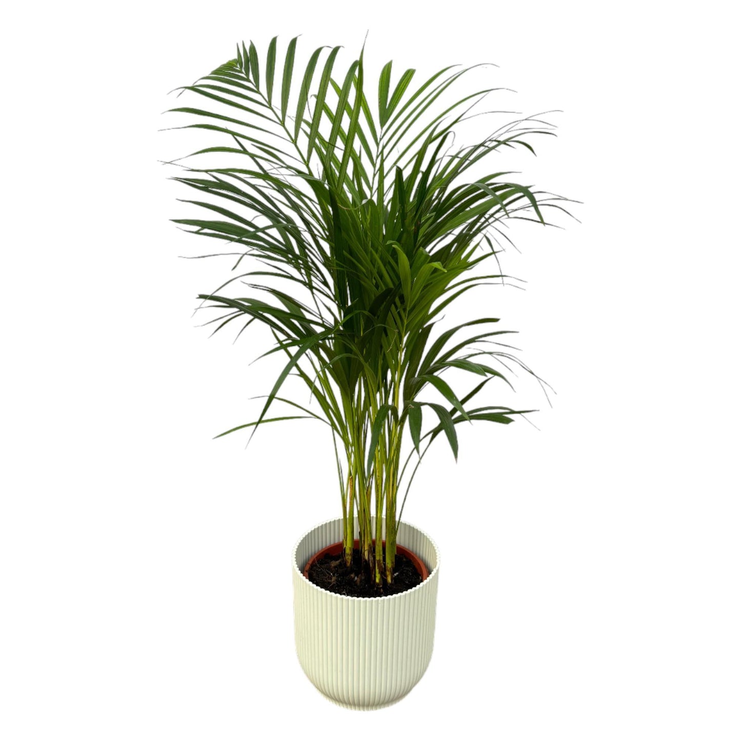 Areca Palm - Hoogte 85 cm + Elho Vibes Fold Ronde Pot - Wit D22xH20