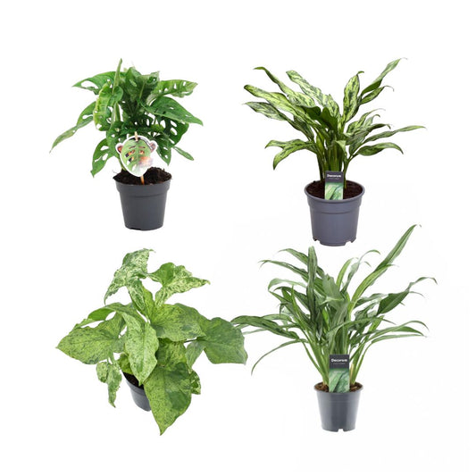 Green mix of 4 plants - Monstera obliqua 'Monkey Leaf' - 25 cm - 12 - Aglaonema Juliette - 40 cm - 12 - Syngonium Mottled - 25 cm - 12 - Aglaonema Cutlass - 40 cm - 12