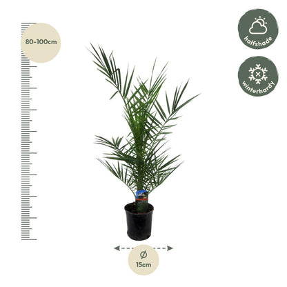 Phoenix Canariensis - 80 cm - 15 cm