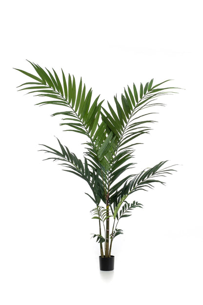 Artificial Tree - Kentia - Kentiapalm - 150 cm up to 180 cm