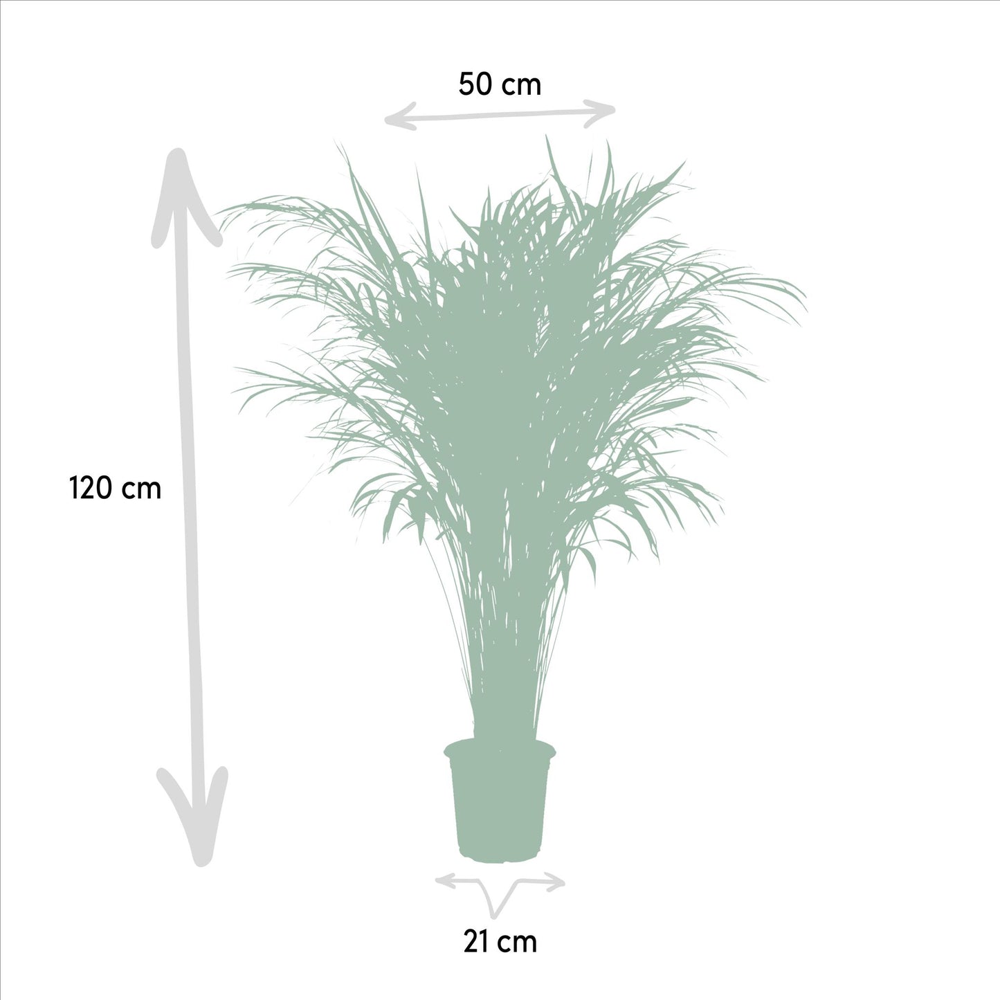 Areca Palm Tree - Height 110 cm - Pot size 21cm