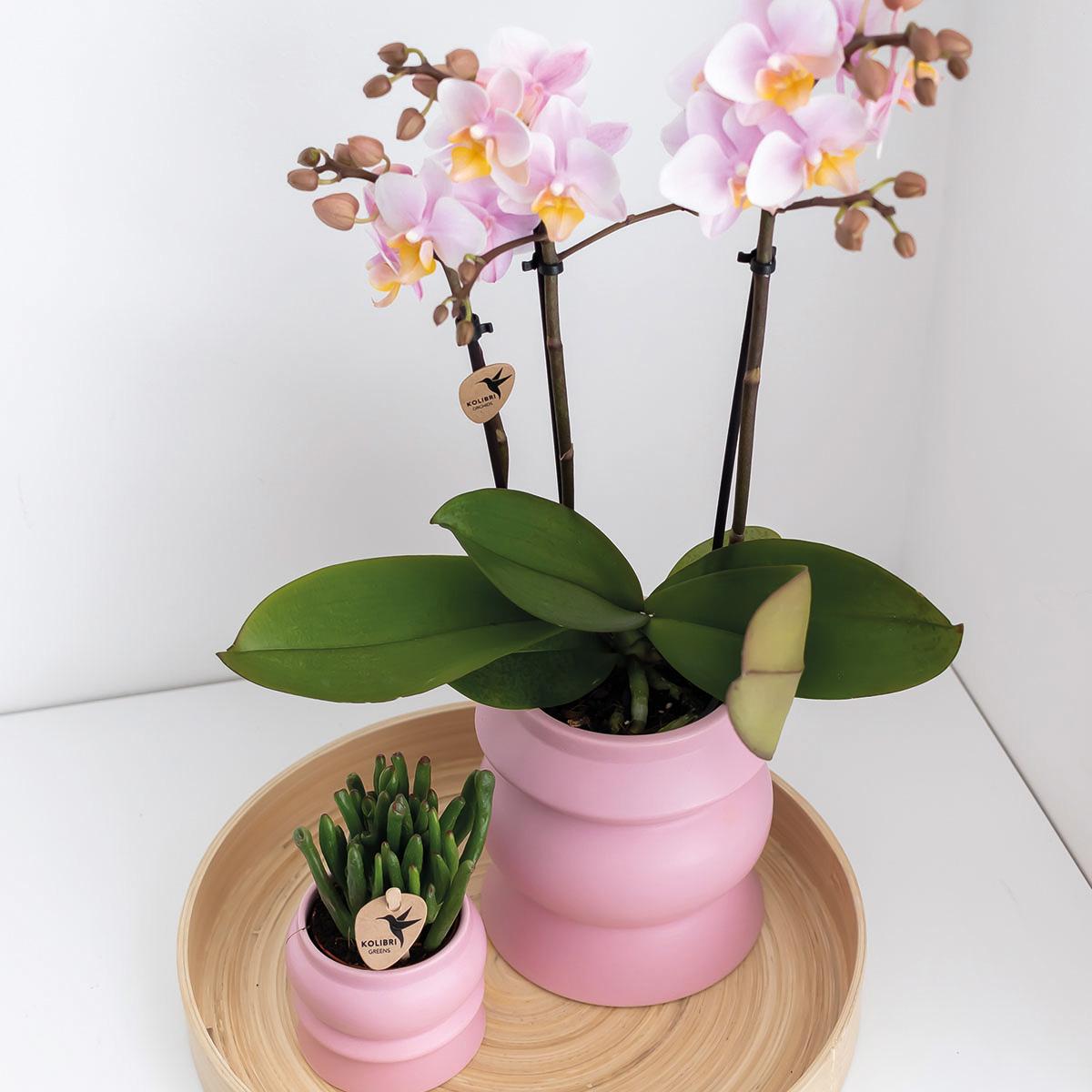 COMBI DEAL of 2 Pink Orchids - Andorra - pot size 9cm