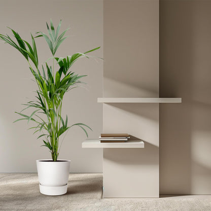 Kentia Palmboom - Hoogte 160cm - Potmaat 24 cm