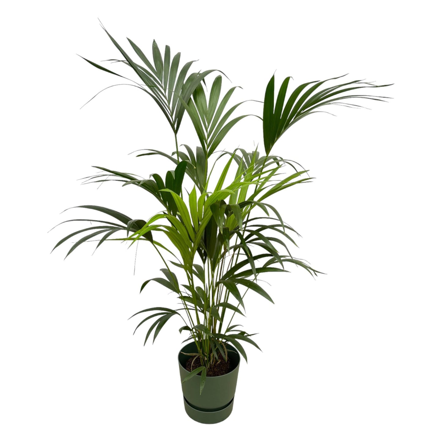 Kentia Palmboom + Elho Greenville Rond groen - 160 cm - 30 cm