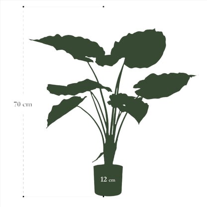 Kunstplant - Alocasia - Olifantenplant - 70 cm