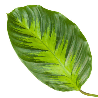 Calathea Misto - 40 cm - 12 cm