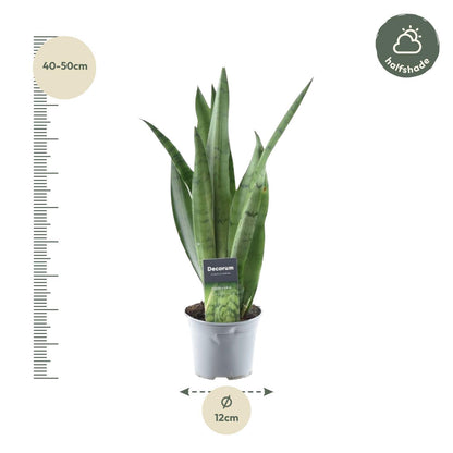 Sansevieria Menta Verde - 45 cm - 12 cm