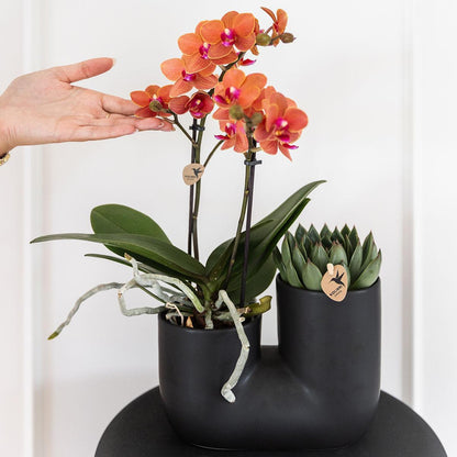 Set of Orange Orchid Bolzano and Succulent in Black Tube Pot - Pot Size 9cm