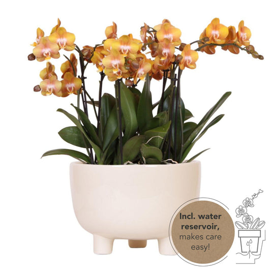 Orange Orchid Set  in GUMMY dish incl. water reservoir