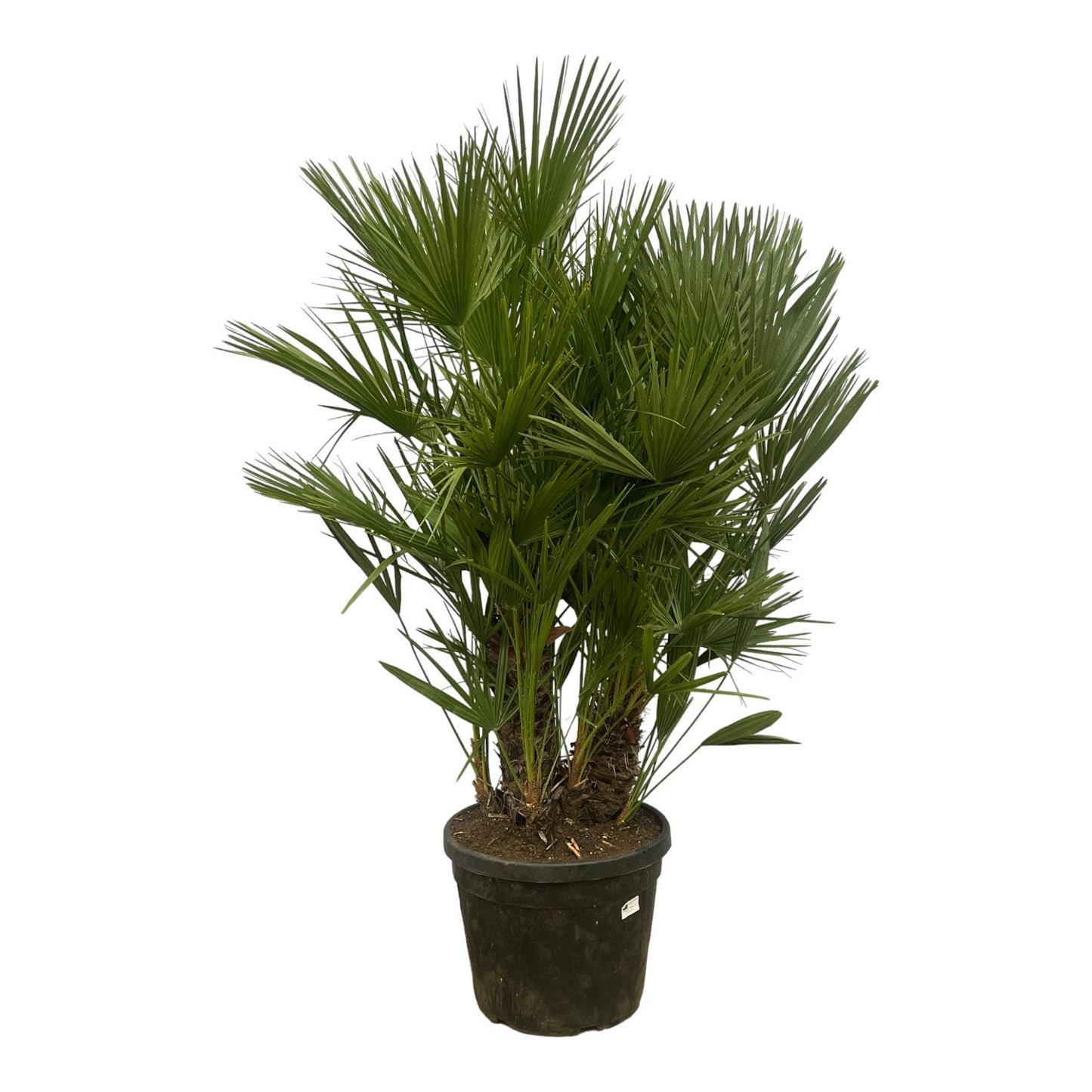 Chamaerops Humilis multi-stem - 180 cm - 45 cm