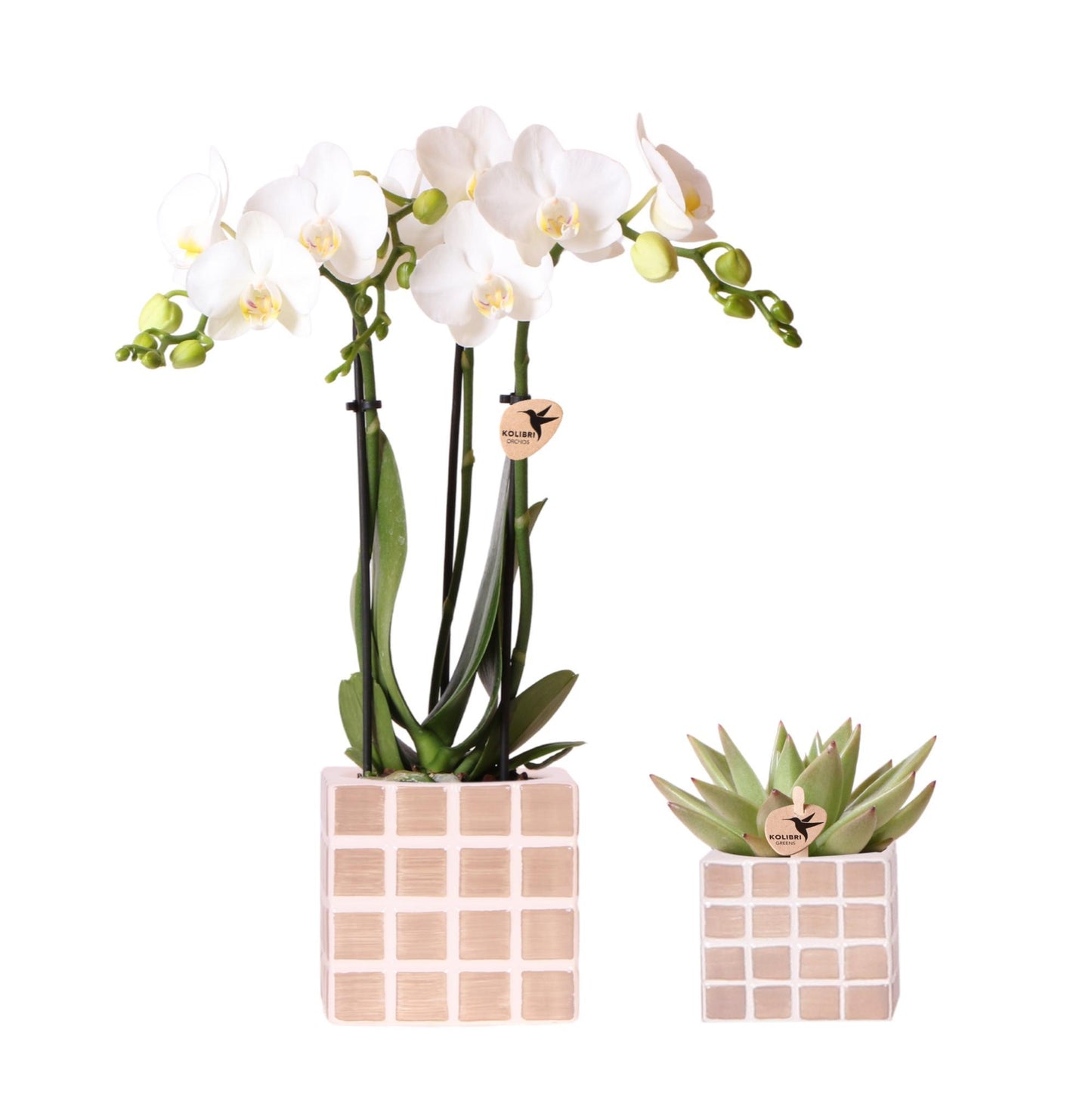 Conjunto de orquídeas Amabilis blancas en macetas decorativas de color marrón mosaico. Tamaño de maceta: 9 y 6 cm