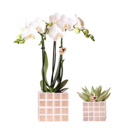 Conjunto de orquídeas Amabilis blancas en macetas decorativas de color marrón mosaico. Tamaño de maceta: 9 y 6 cm