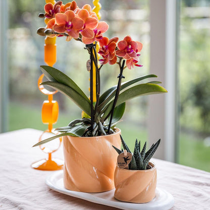 Geschenkset PeachGreen Plant met oranje Phalaenopsis orchidee in snoepkleurige decoratieve potten op witte biologische schaal