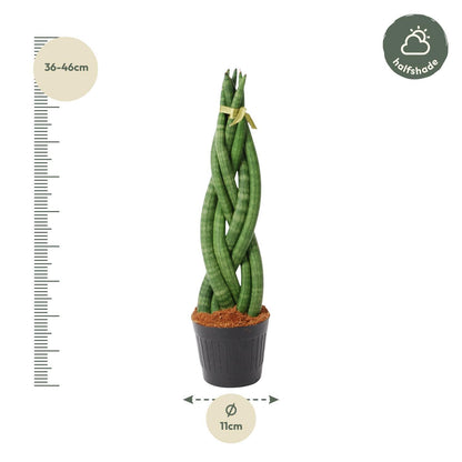 Sansevieria cylindrica 'Twist' - 40 cm - 10,5 cm