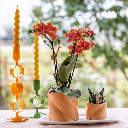 Geschenkset PeachGreen Plant met oranje Phalaenopsis orchidee in snoepkleurige decoratieve potten op witte biologische schaal